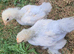 Trio of Porcelain Booted Pekin Bantams