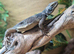 Chuckwalla at Birmingham Reptiles