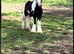 Cob filly