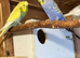 Budgie pairs