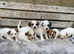 Jack Russell
