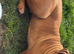 Hugo