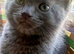 Gorgeous blue grey kitten
