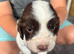 Miggers pups ForSale