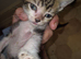 Beautiful kittens ready for new forever homes