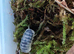Armadillo Officinalis Tamarix