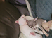 Last Male Chihuahua Puppy 11 weeks Ready Now