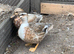 Pair of call ducks