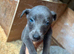 Bedlington whippet X Lurcher pups