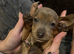 Staffordshire bull terrier x Dachshund
