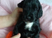 Cockapoo 2 girls two boys left