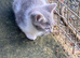 Farm reared kittens (ANGLESEY)