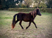 Lovely pure Falabella filly