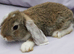 Cute & Loving French x Mini Lop Males Ready!!!