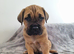 Cane corso puppies