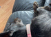 Lovable young pup needs new home.