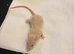 5 female rats