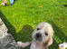 Chinese crested/ cocker spaniel puppies for sale