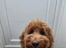 Cockapoo female
