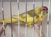 Kakariki cinnamon pied hen