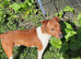 Plummer terrier