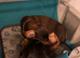 Miniature dachshund