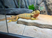 Adult female Bearded Dragon