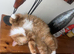 Main coon cross
