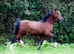 Stunning bay colt
