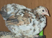 Pekin pullets