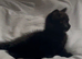 One black female kitten