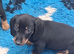 Dachshund Minature Pra clear Puppies