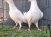 Busschaert pigeon Pair