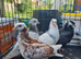 Young birds