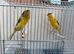 X2 Persian hens fit and healthy