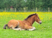 Stunning filly