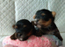 2 Sweter Yorkshire Terrier puppy