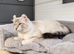 American curl kittens rare breed ready now