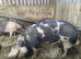 Breeding boar