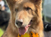 Isabella & Tan GSD stud dog