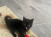 Adorable  Black Turkish Angora