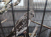 Pair cockaiels with cage