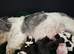 Shih tzu puppies