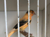 Nice Young canary