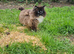 Adult male ragdoll