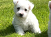 Adorable west highland terrier puppies