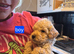 Cockerpoo puppies