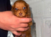 Long hair dachshund puppies