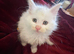 3 pure white maine coons