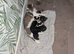 3 beautiful kitten